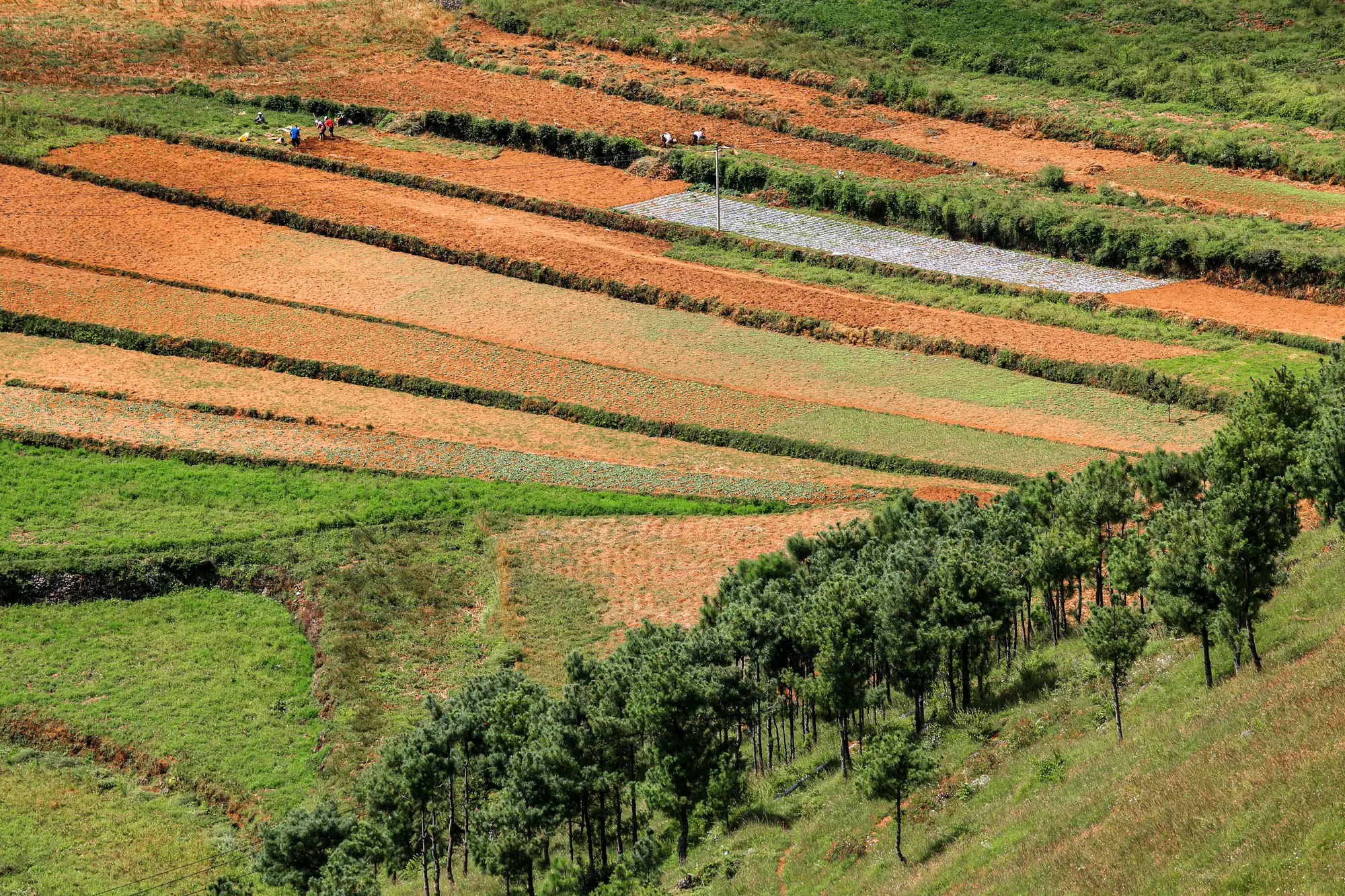 Long narrow strips of crops and bare soil running across a hillside, with a line of trees along the lower edge