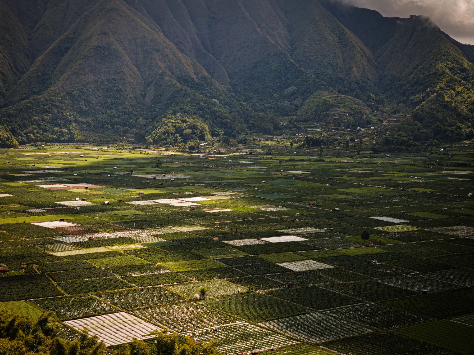 A mountain valley floor divided into hundreds of small cultivated plots, seen from the slope above
